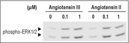  Angiotensin III induces MAPK activation in IEC-6 cells similar to Angiotensin II. Cells were incubated in serum depleted medium for 2 h and then stimulated with 0.1 µM and 1 µM Angiotensin III (ab141805) for 10 min or with 0.1 µM and 1 µM Angiotensin II (ab120183) for comparison. Cell proteins were resolved by SDS-PAGE and probed with anti-phospo-ERK1/2.