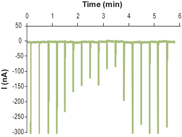  APETx2 blocks inward currents of ASIC3 channels expressed in Xenopus oocytes. Membrane potential was held at 5 mV and whole cell current was continuously recorded. ASIC3 currents were elicited by rapid exposure to pH 5 in physiological solution every 20 sec. 1 µM APETx2 (ab141849) was introduced into the bath via perfusion, resulting in a reversible inhibition of the pH dependent inward transients.