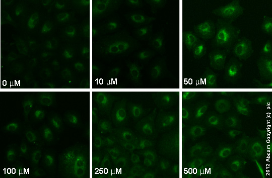  ab19534 staining glutathione in A549 cells treated with apocynin (ab120615), by ICC/IF. Increase in glutathione expression correlates with increased concentration of apocynin, as described in literature.The cells were incubated at 37°C for 24h in media containing different concentrations of ab120615 (apocynin) in DMSO, fixed with 4% formaldehyde for 10 minutes at room temperature and blocked with PBS containing 10% goat serum, 0.3 M glycine, 1% BSA and 0.1% tween for 2h at room temperature. Staining of the treated cells with ab19534 (10 µg/ml) was performed overnight at 4°C in PBS containing 1% BSA and 0.1% tween. A DyLight 488 goat anti-mouse polyclonal antibody (ab96879) at 1/250 dilution was used as the secondary antibody.