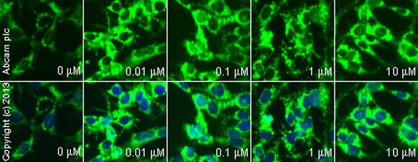  ab90529 staining cytochrome C in HepG2 cells treated with atorvastatin hemicalcium salt (ab141083), by ICC/IF. Increase of cytochrome C expression correlates with increased concentration of atorvastatin hemicalcium salt, as described in literature.The cells were incubated at 37°C for 4 hours in media containing different concentrations of ab141083 (atorvastatin hemicalcium salt) in DMSO, fixed with 4% formaldehyde for 10 minutes at room temperature and blocked with PBS containing 10% goat serum, 0.3 M glycine, 1% BSA and 0.1% tween for 2h at room temperature. Staining of the treated cells with ab90529 (1 µg/ml) was performed overnight at 4°C in PBS containing 1% BSA and 0.1% tween. A DyLight 488 anti-rabbit polyclonal antibody (ab96899) at 1/250 dilution was used as the secondary antibody. Nuclei were counterstained with DAPI and are shown in blue.