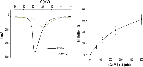  ATX-II enhances hNav1.5 currents in stably transfected HEK cells. hNav1.5 currents were elicited by a 50 ms voltage step from the holding potential of -100 mV to -20 mV, applied every 20 sec, using whole-cell voltage clamp technique (bath solution contains TEA and pipette solution contains CsF). A. Time course, showing the effect of 0.05 nM, 0.5 nM, 5 nM and 50 nM ATX-II (ab141870) on the current area, indicating a dose-dependent slowing of the hNav1.5 inactivation. B. Superimposed traces of hNav1.5 currents under control conditions and after 4-6 min perfusion with 0.05 nM, 0.5 nM, 5 nM and 50 nM ATX-II, as indicated.