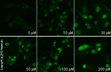  ab51608 staining HIF1α in HepG2 cells treated with baicalein (ab120723), by ICC/IF. Increase in HIF1α expression correlates with increased concentration of baicalein as described in literature.The cells were incubated at 37°C for 6h in media containing different concentrations of ab120723 (baicalein) in DMSO, fixed with 4% formaldehyde for 10 minutes at room temperature and blocked with PBS containing 10% goat serum, 0.3 M glycine, 1% BSA and 0.1% tween for 2h at room temperature. Staining of the treated cells with ab51608 (5 µg/ml) was performed overnight at 4°C in PBS containing 1% BSA and 0.1% tween. A DyLight 488 goat anti-rabbit polyclonal antibody (ab96899) at 1/250 dilution was used as the secondary antibody.