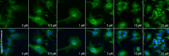  ab66705 staining PAI1 in HepG2 cells treated with BAPTA sodium salt (ab120449), by ICC/IF. Increase in PAI1 expression correlates with increased concentration of BAPTA sodium salt, as described in literature.The cells were incubated at 37°C for 4 hours in media containing different concentrations of ab120449 (BAPTA sodium salt) in DMSO, fixed with 100% methanol for 5 minutes at -20°C and blocked with PBS containing 10% goat serum, 0.3 M glycine, 1% BSA and 0.1% tween for 2h at room temperature. Staining of the treated cells with ab66705 (5 µg/ml) was performed overnight at 4°C in PBS containing 1% BSA and 0.1% tween. A DyLight 488 goat anti-rabbit polyclonal antibody (ab96899) at 1/250 dilution was used as the secondary antibody. Nuclei were counterstained with DAPI and are shown in blue.