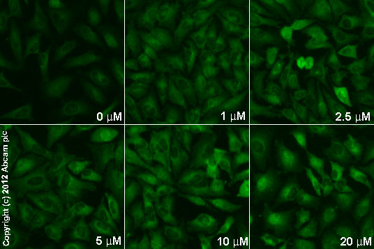  ab109225 staining Nox4 in HeLa cells treated with (-)-cannabidiol (ab120448), by ICC/IF. Increase in Nox4 expression correlates with increased concentration of (-)-cannabidiol, as described in literature.The cells were incubated at 37°C for 6h in media containing different concentrations of ab120847 ((-)-cannabidiol) in DMSO, fixed with 4% formaldehyde for 10 minutes at room temperature and blocked with PBS containing 10% goat serum, 0.3 M glycine, 1% BSA and 0.1% tween for 2h at room temperature. Staining of the treated cells with ab109225 (5 µg/ml) was performed overnight at 4°C in PBS containing 1% BSA and 0.1% tween. A DyLight 488 goat anti-rabbit polyclonal antibody (ab96899) at 1/250 dilution was used as the secondary antibody.