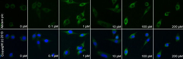  ab32557 staining p38 (phospho T180 + Y182) in MALME-3M cells treated with betulinic acid (ab120654), by ICC/IF. Increase in expression of p38 (phospho T180 + Y182) correlates with increased concentration of betulinic acid, as described in literature.The cells were incubated at 37°C for 30 minutes in media containing different concentrations of ab120654 (betulinic acid ) in DMSO, fixed with 4% formaldehyde for 10 minutes at room temperature and blocked with PBS containing 10% goat serum, 0.3 M glycine, 1% BSA and 0.1% tween for 2h at room temperature. Staining of the treated cells with ab32557 (1/200 dilution) was performed overnight at 4°C in PBS containing 1% BSA and 0.1% tween. A DyLight 488 goat anti-rabbit polyclonal antibody (ab96899) at 1/250 dilution was used as the secondary antibody. Nuclei were counterstained with DAPI and are shown in blue.