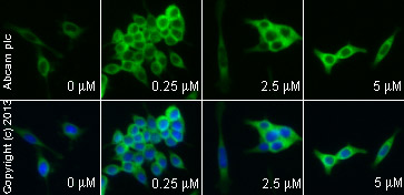  ab32572 staining ßcatenin in SW480 cells treated with BIO (ab120891), by ICC/IF. Increase of ßcatenin expression correlates with increased concentration of BIO, as described in literature.The cells were incubated at 37°C for 48h in media containing different concentrations of ab120891 (BIO) in DMSO, fixed with 4% formaldehyde for 10 minutes at room temperature and blocked with PBS containing 10% goat serum, 0.3 M glycine, 1% BSA and 0.1% tween for 2h at room temperature. Staining of the treated cells with ab32572 (1/200) dilution was performed overnight at 4°C in PBS containing 1% BSA and 0.1% tween. A DyLight 488 anti-rabbit polyclonal antibody (ab96899) at 1/250 dilution was used as the secondary antibody. Nuclei were counterstained with DAPI and are shown in blue.