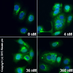 ab84340 staining golgin-97 in MCF7 cells treated with brefeldin A (ab120299), by ICC/IF. Increase in Golgin-97 expression correlates with increased concentration of brefeldin A, as described in literature.The cells were incubated at 37°C for 1.5 h in media containing different concentrations of ab120299 (brefeldin A) in DMSO, fixed with 4% formaldehyde for 10 minutes at room temperature and blocked with PBS containing 10% goat serum, 0.3 M glycine, 1% BSA and 0.1% tween for 2h at room temperature. Staining of the treated cells with ab84340 (5 µg/ml) was performed overnight at 4°C in PBS containing 1% BSA and 0.1% tween. A DyLight 488 goat anti-rabbit polyclonal antibody (ab96899) at 1/250 dilution was used as the secondary antibody. Nuclei were counterstained with DAPI and are shown in blue.