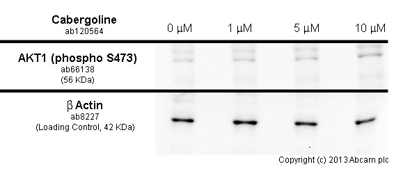  PC12 cells were incubated at 37&degC for 30 minutes with vehicle control (0 &microM) and different concentrations of cabergoline (ab120564). Increased expression of AKT1 (phospho S473) (ab66138) in PC12 cells correlates with an increase in cabergoline concentration, as described in literature.Whole cell lysates were prepared with RIPA buffer (containing protease inhibitors and sodium orthovanadate), 10&microg of each were loaded on the gel and the WB was run under reducing conditions. After transfer the membrane was blocked for an hour using 5% BSA before being incubated with ab66138 at 1/1000 dilution and ab8227 at 1 &microg/ml overnight at 4°C. Antibody binding was detected using an anti-rabbit antibody conjugated to HRP (ab97051) at 1/10000 dilution and visualised using ECL development solution.