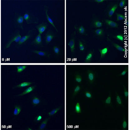  ab2893 staining γH2AX (phospho S139) in HeLa cells treated with camptothecin (ab120115), by ICC/IF. Increased nuclear expression of γH2AX (phospho S139) correlates with increased concentration of camptothecin, as described in literature.The cells were incubated at 37°C for 3h in media containing different concentrations of ab120115 (camptothecin) in DMSO, fixed with 4% formaldehyde for 10 minutes at room temperature and blocked with PBS containing 10% goat serum, 0.3 M glycine, 1% BSA and 0.1% tween for 2h at room temperature. Staining of the treated cells with ab2893 (10 µg/ml) was performed overnight at 4°C in PBS containing 1% BSA and 0.1% tween. A DyLight 488 goat anti-rabbit polyclonal antibody (ab96899) at 1/250 dilution was used as the secondary antibody. Nuclei were counterstained with DAPI and are shown in blue.