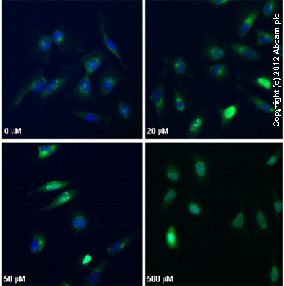 ab2893 staining γH2AX (phospho S139) in HeLa cells treated with camptothecin (ab120115), by ICC/IF. Increased nuclear expression of γH2AX (phospho S139) correlates with increased concentration of camptothecin, as described in literature.The cells were incubated at 37°C for 3h in media containing different concentrations of ab120115 (camptothecin) in DMSO, fixed with 4% formaldehyde for 10 minutes at room temperature and blocked with PBS containing 10% goat serum, 0.3 M glycine, 1% BSA and 0.1% tween for 2h at room temperature. Staining of the treated cells with ab2893 (10 µg/ml) was performed overnight at 4°C in PBS containing 1% BSA and 0.1% tween. A DyLight 488 goat anti-rabbit polyclonal antibody (ab96899) at 1/250 dilution was used as the secondary antibody. Nuclei were counterstained with DAPI and are shown in blue.