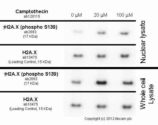   HeLa cells were incubated at 37&degC for 3h with vehicle control (0 &microM) and different concentrations of camptothecin (ab120115). Decreased expression of γH2A.X (phospho S139) in HeLa cells correlates with an increase camptothecin concentration, as described in literature.Whole cell lysates were prepared with RIPA buffer (containing protease inhibitors and sodium orthovanadate), 20&microg of each were loaded on the gel and the WB was run under reducing conditions. After transfer the membrane was blocked for an hour using 5% BSA before being incubated with ab2893 at 1 &microg/ml and ab10475 at 1 &microg/ml overnight at 4°C. Antibody binding was detected using an anti-rabbit antibody conjugated to HRP (ab97051) at 1/10000 dilution and visualised using ECL development solution.