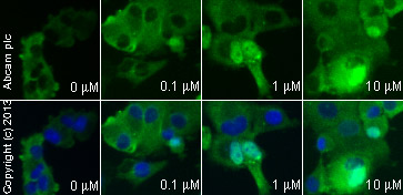  ab7960 staining p21 in PANC-1 cells treated with cantharidin (ab120967), by ICC/IF. Increase of p21 expression correlates with increased concentration of cantharidin, as described in literature.The cells were incubated at 37°C for 6h in media containing different concentrations of ab120967 (cantharidin) in DMSO, fixed with 4% formaldehyde for 10 minutes at room temperature and blocked with PBS containing 10% goat serum, 0.3 M glycine, 1% BSA and 0.1% tween for 2h at room temperature. Staining of the treated cells with ab7960 (5 µg/ml) was performed overnight at 4°C in PBS containing 1% BSA and 0.1% tween. A DyLight 488 anti-rabbit polyclonal antibody (ab96899) at 1/250 dilution was used as the secondary antibody. Nuclei were counterstained with DAPI and are shown in blue.