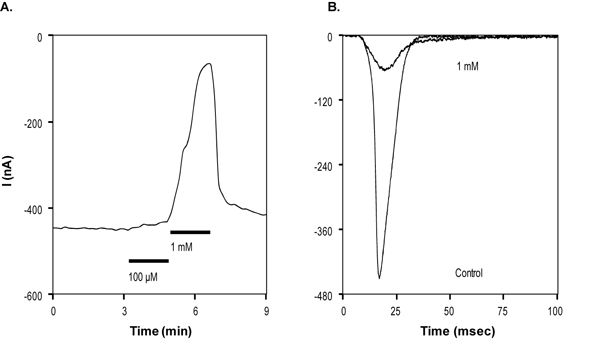  Carbamazepine inhibits Nav1.2 channels currents in Xenopusoocytes. A. Time course of NaV1.2 channel reversible inhibition by 100 µM and 1 mM Carbamazepine (ab141785). Currents were elicited by a voltage step to -20 mV (100 ms) every 10 seconds from a holding potential of -100 mV.  B. Example traces of current response to voltage step application before and during 1 mM Carbamazepine application.