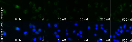  ab81283 staining AKT1 (phospho S473) in PC3 cells treated with CAY10626 (ab120903), by ICC/IF. Decrease of AKT1 (phospho S473) expression correlates with increased concentration of CAY10626, as described in literature.The cells were incubated at 37°C for 24h in media containing different concentrations of ab120903 (CAY10626) in DMSO, fixed with 4% formaldehyde for 10 minutes at room temperature and blocked with PBS containing 10% goat serum, 0.3 M glycine, 1% BSA and 0.1% tween for 2h at room temperature. Staining of the treated cells with ab81283 (1/100) dilution was performed overnight at 4°C in PBS containing 1% BSA and 0.1% tween. A DyLight 488 anti-rabbit polyclonal antibody (ab96899) at 1/250 dilution was used as the secondary antibody. Nuclei were counterstained with DAPI and are shown in blue.