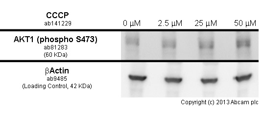  MCF7 cells were incubated at 37&degC for 2 hours with vehicle control (0 μM) and different concentrations of CCCP (ab 141229). Increased expression of AKT1 (phospho S473) (ab81283) in MCF7 cells correlates with an increase in CCCP concentration, as described in literature.Whole cell lysates were prepared with RIPA buffer (containing protease inhibitors and sodium orthovanadate), 10μg of each were loaded on the gel and the WB was run under reducing conditions. After transfer the membrane was blocked for an hour using 5% BSA before being incubated with ab81283 at 2 μg/ml and ab8227 at 1 μg/ml overnight at 4°C. Antibody binding was detected using an anti-rabbit antibody conjugated to HRP (ab97051) at 1/10000 and visualised using ECL development solution.