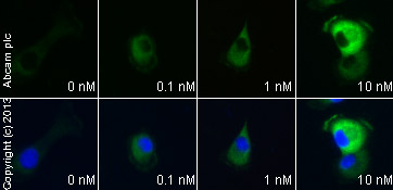  ab40794 staining FAK in PANC-1 cells treated with CCK Octapeptide sulfated (ab120209), by ICC/IF. Increase of FAK expression correlates with increased concentration of CCK Octapeptide sulfated, as described in literature.The cells were incubated at 37°C for 10 minutes in media containing different concentrations of ab120209 (CCK Octapeptide sulfated) in DMSO, fixed with 4% formaldehyde for 10 minutes at room temperature and blocked with PBS containing 10% goat serum, 0.3 M glycine, 1% BSA and 0.1% tween for 2h at room temperature. Staining of the treated cells with ab40794 (1/200) dilution was performed overnight at 4°C in PBS containing 1% BSA and 0.1% tween. A DyLight 488 anti-rabbit polyclonal antibody (ab96899) at 1/250 dilution was used as the secondary antibody. Nuclei were counterstained with DAPI and are shown in blue.