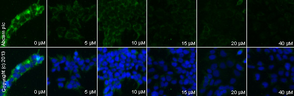  ab76256 staining eIF4E (phospho S209) in serum starved HEK193 cells treated with CGP 57380 (ab120365), by ICC/IF. Decrease in eIF4E (phospho S209) expression correlates with increased concentration of CGP 57380, as described in literature.The cells were incubated at 37°C for 1h in media containing different concentrations of ab120365 (CGP 57380) in DMSO, fixed with 100% methanol for 5 minutes at -20°C and blocked with PBS containing 10% goat serum, 0.3 M glycine, 1% BSA and 0.1% tween for 2h at room temperature. Staining of the treated cells with ab76256 (1/100 dilution) was performed overnight at 4°C in PBS containing 1% BSA and 0.1% tween. A DyLight 488 goat anti-rabbit polyclonal antibody (ab96899) at 1/250 dilution was used as the secondary antibody. Nuclei were counterstained with DAPI and are shown in blue.