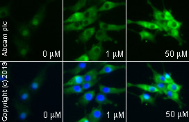  ab19481 staining PPARγ in U-87 MG cells treated with ciglitazone (ab141139), by ICC/IF. Increase of PPARγ cytoplasmic expression correlates with increased concentration of ciglitazone, as described in literature.The cells were incubated at 37°C for 24 hours in media containing different concentrations of ab141139 (ciglitazone) in DMSO, fixed with 4% formaldehyde for 10 minutes at room temperature and blocked with PBS containing 10% goat serum, 0.3 M glycine, 1% BSA and 0.1% tween for 2h at room temperature. Staining of the treated cells with ab19481 (5 µg/ml) was performed overnight at 4°C in PBS containing 1% BSA and 0.1% tween. A DyLight 488 anti-rabbit polyclonal antibody (ab96899) at 1/250 dilution was used as the secondary antibody. Nuclei were counterstained with DAPI and are shown in blue.