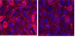 Left: the ab118649 ligand (100 nm) binding to live CHO cells expressing histamine H3 receptors. Right: Binding blocked by the unlabelled competitor rantidine (10 mM). Nuclei have been counter-stained with Hoechst.
