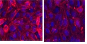  Left: the ab118649 ligand (100 nm) binding to live CHO cells expressing histamine H3 receptors. Right: Binding blocked by the unlabelled competitor rantidine (10 mM). Nuclei have been counter-stained with Hoechst.