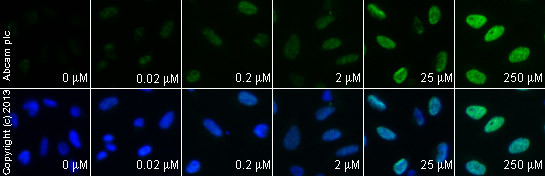  ab2893 staining γH2A.X in HeLa cells treated with 10-Hydroxycamptothecin (ab141071), by ICC/IF. Increase of γH2A.X nuclear expression correlates with increased concentration of 10-Hydroxycamptothecin, as described in literature.The cells were incubated at 37°C for 6 hours in media containing different concentrations of ab141071 (10-Hydroxycamptothecin) in DMSO, fixed with 100% methanol for 5 minutes at -20°C and blocked with PBS containing 10% goat serum, 0.3 M glycine, 1% BSA and 0.1% tween for 2h at room temperature. Staining of the treated cells with ab2893 (5 µg/ml) was performed overnight at 4°C in PBS containing 1% BSA and 0.1% tween. A DyLight 488 anti-rabbit polyclonal antibody (ab96899) at 1/250 dilution was used as the secondary antibody. Nuclei were counterstained with DAPI and are shown in blue.