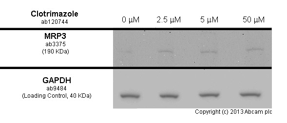 HepG2 cells were incubated at 37&degC for 24h with vehicle control (0 &microM) and different concentrations of clotrimazole (ab120744)in DMSO. Increased expression of MRP3 (ab3375) correlates with an increase in clotrimazole concentration, as described in literature.Whole cell lysates were prepared with RIPA buffer (containing protease inhibitors and sodium orthovanadate), 20&microg of each were loaded on the gel and the WB was run under reducing conditions. After transfer the membrane was blocked for an hour using 3% milk before being incubated with  ab3375 at 1/50 dilution and ab9484 at 1 &microg /ml overnight at 4°C. Antibody binding was detected using an anti-mouse antibody conjugated to HRP (ab97040) at 1/10000 dilution and visualised using ECL development solution.