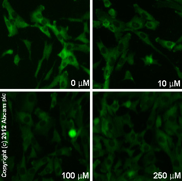  ab96379  staining MEK1 (phospho S298) in SK-N-SH cells treated with CNQX (ab120017), by ICC/IF. Decrease in MEK1 (phospho S298) expression correlates with increased concentration of CNQX, as described in literature.The cells were incubated at 37°C for 24h in media containing different concentrations of ab120017 (CNQX) in DMSO, fixed with 4% formaldehyde for 10 minutes at room temperature and blocked with PBS containing 10% goat serum, 0.3 M glycine, 1% BSA and 0.1% tween for 2h at room temperature. Staining of the treated cells with ab96379 (1/100 dilution) was performed overnight at 4°C in PBS containing 1% BSA and 0.1% tween. A DyLight 488 goat anti-rabbit polyclonal antibody (ab96899) at 1/250 dilution was used as the secondary antibody.
