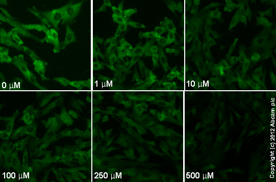  ab96379  staining MEK1 (phospho S298) in SK-N-SH cells treated with CNQX disodium salt (ab120044), by ICC/IF. Decrease in MEK1 (phospho S298) expression correlates with increased concentration of CNQX disodium salt, as described in literature.The cells were incubated at 37°C for 24h in media containing different concentrations of ab120044 (CNQX disodium salt) in DMSO, fixed with 4% formaldehyde for 10 minutes at room temperature and blocked with PBS containing 10% goat serum, 0.3 M glycine, 1% BSA and 0.1% tween for 2h at room temperature. Staining of the treated cells with ab96379 (1/100 dilution) was performed overnight at 4°C in PBS containing 1% BSA and 0.1% tween. A DyLight 488 goat anti-rabbit polyclonal antibody (ab96899) at 1/250 dilution was used as the secondary antibody.