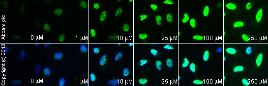  ab2893 staining γH2A.X in HeLa cells treated with CPT 11 (Irinotecan) (ab141107), by ICC/IF. Increase of γH2A.X nuclear expression correlates with increased concentration of CPT 11 (Irinotecan), as described in literature.The cells were incubated at 37°C for 6 hours in media containing different concentrations of ab141107 (CPT 11 (Irinotecan)) in DMSO, fixed with 100% methanol for 5 minutes at -20°C and blocked with PBS containing 10% goat serum, 0.3 M glycine, 1% BSA and 0.1% tween for 2h at room temperature. Staining of the treated cells with ab2893 (5 µg/ml) was performed overnight at 4°C in PBS containing 1% BSA and 0.1% tween. A DyLight 488 anti-rabbit polyclonal antibody (ab96899) at 1/250 dilution was used as the secondary antibody. Nuclei were counterstained with DAPI and are shown in blue.