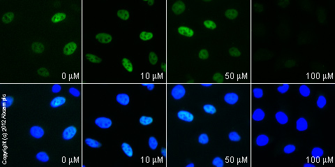  ab32137 staining c-Jun in HeLa cells treated with curcumin (diferuloylmethane) (ab120618), by ICC/IF. Decrease in c-Jun expression correlates with increased concentration of curcumin (diferuloylmethane) as described in literature.The cells were incubated at 37°C for 4h in media containing different concentrations of ab120618 (curcumin (diferuloylmethane)) in DMSO, fixed with 4% formaldehyde for 10 minutes at room temperature and blocked with PBS containing 10% goat serum, 0.3 M glycine, 1% BSA and 0.1% tween for 2h at room temperature. Staining of the treated cells with ab32137 (1/100 dilution) was performed overnight at 4°C in PBS containing 1% BSA and 0.1% tween. A DyLight 488 goat anti-rabbit polyclonal antibody (ab96899) at 1/250 dilution was used as the secondary antibody. Nuclei were counterstained with DAPI and are shown in blue.
