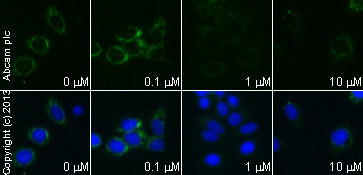  ab110325 staining cytochrome C in MCF7 cells treated with 15-Deoxy-delta12,14-prostaglandin J2 (ab141717), by ICC/IF. Expression of cytochrome C changes from mitochondrial puncta to a difuse staining pattern with increased concentration of 15-Deoxy-delta12,14-prostaglandin J2, as described in literature.The cells were incubated at 37°C for 24 hours in media containing different concentrations of ab141717 (15-Deoxy-delta12,14-prostaglandin J2) in DMSO, fixed with 100% methanol for 5 minutes at -20°C and blocked with PBS containing 10% goat serum, 0.3 M glycine, 1% BSA and 0.1% tween for 2h at room temperature. Staining of the treated cells with ab110325 (10 µg/ml) was performed overnight at 4°C in PBS containing 1% BSA and 0.1% tween. A DyLight 488 anti-mouse polyclonal antibody (ab96879) at 1/250 dilution was used as the secondary antibody. Nuclei (blue) were counterstained with DAPI and membrane is was stained using WGA (red).