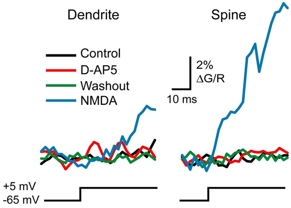 Averaged Ca2+ transients (500 Hz line scans) evoked by 40 ms voltage step in a dendrite (left) and spine (right) in control (black), D-AP5 (red, 10 µM), after a 10 min washout of D-AP5 (green), and in 5 µM NMDA (blue). Mibefradil (20 µM), nimodipine (20 µM) and TTX (0.5 µM) were present throughout.