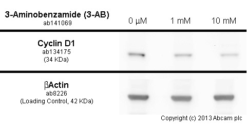  MG-63 cells were incubated at 37&degC for 24h with vehicle control (0 &microM) and different concentrations of 3-aminobenzamide (3-AB) (ab 141069). Decreased expression of cyclin D1 (ab134175) in MG-63 cells correlates with an increase in 3-aminobenzamide (3-AB) concentration, as described in literature. Whole cell lysates were prepared with RIPA buffer (containing protease inhibitors and sodium orthovanadate), 10&microg of each were loaded on the gel and the WB was run under reducing conditions. After transfer the membrane was blocked for an hour using 5% BSA before being incubated with  ab134175 at 1/500 dilution and ab8226 at 1 &microg /ml overnight at 4°C. Antibody binding was detected using an anti-rabbit antibody conjugated to HRP (ab97051) at 1/10000 dilution and visualised using ECL development solution.