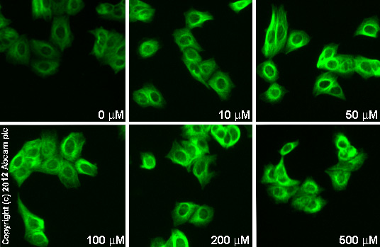  ab96732 staining Prostaglandin dehydrogenase 1 in MCF7 cells treated with diclofenac sodium salt (ab120621), by ICC/IF. Increase in Prostaglandin dehydrogenase 1 expression correlates with increased concentration of diclofenac sodium salt as described in literature.The cells were incubated at 37°C for 6h in media containing different concentrations of ab120621 (diclofenac sodium salt) in DMSO, fixed with 4% formaldehyde for 10 minutes at room temperature and blocked with PBS containing 10% goat serum, 0.3 M glycine, 1% BSA and 0.1% tween for 2h at room temperature. Staining of the treated cells with ab96732 (1 µg/ml) was performed overnight at 4°C in PBS containing 1% BSA and 0.1% tween. A DyLight 488 goat anti-rabbit polyclonal antibody (ab96899) at 1/250 dilution was used as the secondary antibody.