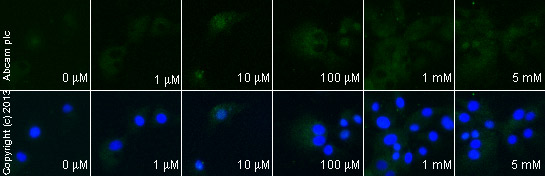  ab76003 staining MMP9 in U87-MG cells treated with domoic acid (ab120338), by ICC/IF. Increase of MMP9 expression correlates with increased concentration of domoic acid, as described in literature.The cells were incubated at 37°C for 6h in media containing different concentrations of ab120338 (domoic acid) in DMSO, fixed with 4% formaldehyde for 10 minutes at room temperature and blocked with PBS containing 10% goat serum, 0.3 M glycine, 1% BSA and 0.1% tween for 2h at room temperature. Staining of the treated cells with ab76003 (1/200) dilution was performed overnight at 4°C in PBS containing 1% BSA and 0.1% tween. A DyLight 488 anti-rabbit polyclonal antibody (ab96899) at 1/250 dilution was used as the secondary antibody. Nuclei were counterstained with DAPI and are shown in blue.