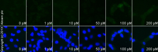  ab32088 staining MEK1 (phospho S218 + S222) in SKNSH cells treated with dopamine hydrochloride (ab120565), by ICC/IF. Increase in MEK1 (phospho S218 + S222) expression correlates with increased concentration of dopamine hydrochloride, as described in literature.The cells were incubated at 37°C for 24h in media containing different concentrations of ab120565 (dopamine hydrochloride) in DMSO, fixed with 100% methanol for 5 minutes at -20°C and blocked with PBS containing 10% goat serum, 0.3 M glycine, 1% BSA and 0.1% tween for 2h at room temperature. Staining of the treated cells with ab32088 (1/100 dilution) was performed overnight at 4°C in PBS containing 1% BSA and 0.1% tween. A DyLight 488 goat anti-rabbit polyclonal antibody (ab96899) at 1/250 dilution was used as the secondary antibody. Nuclei were counterstained with DAPI and are shown in blue.