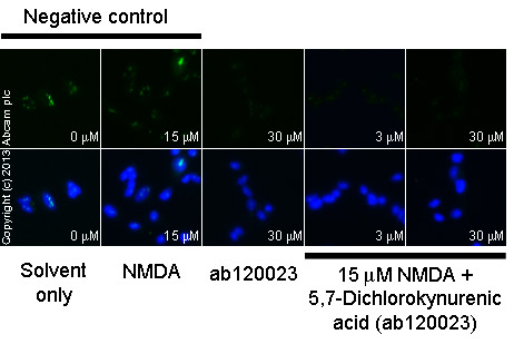  ab12416 staining cGMP in SKNSH cells treated with 5,7-Dichlorokynurenic acid (ab120023), by ICC/IF. Decrease in cGMP expression correlates with increased concentration of 5,7-Dichlorokynurenic acid, as described in literature.The cells were incubated at 37°C for 20 minutes in media containing different concentrations of ab120023 (5,7-Dichlorokynurenic acid) in DMSO. Some samples where then further incubated with 15 µM NMDA (ab120052) for 5 minutes and all samples were fixed with 100% methanol for 5 minutes at -20°C and blocked with PBS containing 10% goat serum, 0.3 M glycine, 1% BSA and 0.1% tween for 2h at room temperature. Staining of the treated cells with ab12416 (5 µg/ml) was performed overnight at 4°C in PBS containing 1% BSA and 0.1% tween. A DyLight 488 anti-rabbit polyclonal antibody (ab96899) at 1/250 dilution was used as the secondary antibody. Nuclei were counterstained with DAPI and are shown in blue.