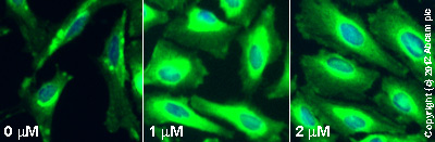  ab66705 staining PAI1 in HeLa cells treated with MiTMAB™ (ab120466), by ICC/IF. Increase in PAI1 expression correlates with increased concentration of MiTMAB™, as described in literature.The cells were incubated at 37°C for 24h in media containing different concentrations of ab120466 (MiTMAB™) in DMSO, fixed with 100% methanol for 5 minutes at -20°C and blocked with PBS containing 10% goat serum, 0.3 M glycine, 1% BSA and 0.1% tween for 2h at room temperature. Staining of the treated cells with ab66705 (5 µg/ml) was performed overnight at 4°C in PBS containing 1% BSA and 0.1% tween. A DyLight 488 goat anti-rabbit polyclonal antibody (ab96899) at 1/250 dilution was used as the secondary antibody. Nuclei were counterstained with DAPI and are shown in blue.