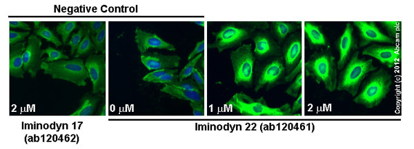  ab66705 staining PAI1 in HeLa cells treated with iminodyn-22™ (ab120461), by ICC/IF. Increase in PAI1 expression correlates with increased concentration of iminodyn-22™, as described in literature.The cells were incubated at 37°C for 48h in media containing different concentrations of ab120461 (Iminodyn-22™) in DMSO, fixed with 100% methanol for 5 minutes at -20°C and blocked with PBS containing 10% goat serum, 0.3 M glycine, 1% BSA and 0.1% tween for 2h at room temperature. Staining of the treated cells with ab66705 (5 µg/ml) was performed overnight at 4°C in PBS containing 1% BSA and 0.1% tween. A DyLight 488 goat anti-rabbit polyclonal antibody (ab96899) at 1/250 dilution was used as the secondary antibody. Nuclei were counterstained with DAPI and are shown in blue.