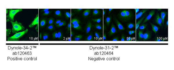  ab66705 staining PAI1 in HeLa cells treated with dynole-31-2™ (ab120464), by ICC/IF. No change in PAI1 expression with increased concentration of dynole-31-2™ (negative control for dynole 34-2™ (ab120463), as described in literature.The cells were incubated at 37°C for 6h in media containing different concentrations of ab120464 (dynole-31-2™) in DMSO, fixed with 100% methanol for 5 minutes at -20°C and blocked with PBS containing 10% goat serum, 0.3 M glycine, 1% BSA and 0.1% tween for 2h at room temperature. Staining of the treated cells with ab66705 (5 µg/ml) was performed overnight at 4°C in PBS containing 1% BSA and 0.1% tween. A DyLight 488 goat anti-rabbit polyclonal antibody (ab96899) at 1/250 dilution was used as the secondary antibody. Nuclei were counterstained with DAPI and are shown in blue.