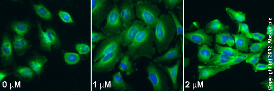  ab66705 staining PAI1 in HeLa cells treated with OcTMAB™ (ab120467), by ICC/IF. Increase in PAI1 expression correlates with increased concentration of OcTMAB™, as described in literature.The cells were incubated at 37°C for 24h in media containing different concentrations of ab120467 (OcTMAB™) in DMSO, fixed with 100% methanol for 5 minutes at -20°C and blocked with PBS containing 10% goat serum, 0.3 M glycine, 1% BSA and 0.1% tween for 2h at room temperature. Staining of the treated cells with ab66705 (5 µg/ml) was performed overnight at 4°C in PBS containing 1% BSA and 0.1% tween. A DyLight 488 goat anti-rabbit polyclonal antibody (ab96899) at 1/250 dilution was used as the secondary antibody. Nuclei were counterstained with DAPI and are shown in blue.