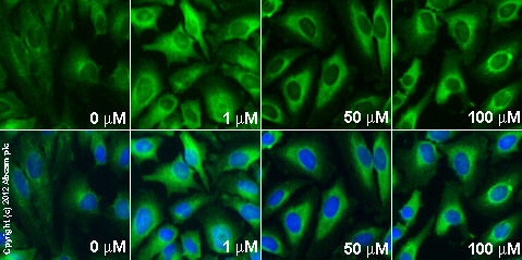  ab66705 staining PAI1 in HeLa cells treated with dynasore (ab120192), by ICC/IF. Increase in PAI1 expression correlates with increased concentration of dynasore, as described in literature.The cells were incubated at 37°C for 6h in media containing different concentrations of ab120689 (dynasore) in DMSO, fixed with 100% methanol for 5 minutes at -20°C and blocked with PBS containing 10% goat serum, 0.3 M glycine, 1% BSA and 0.1% tween for 2h at room temperature. Staining of the treated cells with ab66705 (5 µg/ml) was performed overnight at 4°C in PBS containing 1% BSA and 0.1% tween. A DyLight 488 goat anti-rabbit polyclonal antibody (ab96899) at 1/250 dilution was used as the secondary antibody. Nuclei were counterstained with DAPI and are shown in blue.