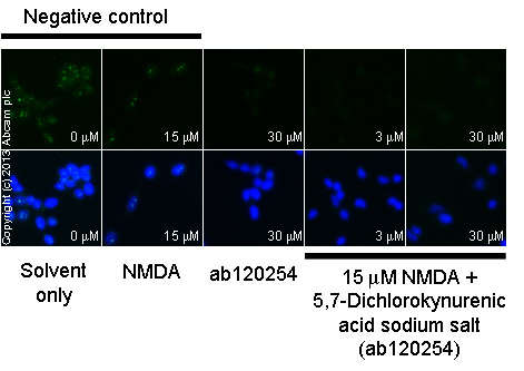  ab12416 staining cGMP in SKNSH cells treated with 5,7-Dichlorokynurenic acid sodium salt (ab120254), by ICC/IF. Decrease in cGMP expression correlates with increased concentration of 5,7-Dichlorokynurenic acid sodium salt, as described in literature.The cells were incubated at 37°C for 20 minutes in media containing different concentrations of ab120254 (5,7-Dichlorokynurenic acid sodium salt) in DMSO. Some samples where then further incubated with 15 µM NMDA (ab120052) for 5 minutes and all samples were fixed with 100% methanol for 5 minutes at -20°C and blocked with PBS containing 10% goat serum, 0.3 M glycine, 1% BSA and 0.1% tween for 2h at room temperature. Staining of the treated cells with ab12416 (5 µg/ml) was performed overnight at 4°C in PBS containing 1% BSA and 0.1% tween. A DyLight 488 anti-rabbit polyclonal antibody (ab96899) at 1/250 dilution was used as the secondary antibody. Nuclei were counterstained with DAPI and are shown in blue.