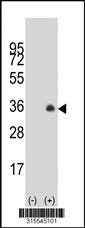 Western blot analysis of his-tag POPDC2 (arrow) using his tag antibody. 293 cell lysates (2 ug/lane) either nontransfected (Lane 2) or transiently transfected with thePOPDC2 gene
