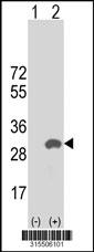Western blot analysis of his-tag TMED4 (arrow) using his tag antibody. 293 cell lysates (2 ug/lane) either nontransfected (Lane 2) or transiently transfected with theTMED4 gene