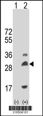 Western blot analysis of his-tag MARF2 (arrow) using his tag antibody. 293T cell lysates (2 ug/lane) either nontransfected (Lane 1) or transiently transfected with the MARF2 gene‘