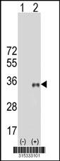 Western blot analysis of his-tag SYPL1 (arrow) using his tag antibody. 293 cell lysates (2 ug/lane) either nontransfected (Lane 2) or transiently transfected with theSYPL1 gene