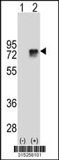 Western blot analysis of his-tag TRAFD1 (arrow) using his tag antibody. 293 cell lysates (2 ug/lane) either nontransfected (Lane 2) or transiently transfected with theTRAFD1 gene