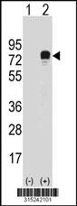 Western blot analysis of his-tag FAM13C1 (arrow) using his tag antibody. 293 cell lysates (2 ug/lane) either nontransfected (Lane 2) or transiently transfected with theFAM13C1 gene