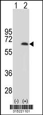 Western blot analysis of his-tag TFCP2 (arrow) using his tag antibody. 293 cell lysates (2 ug/lane) either nontransfected (Lane 2) or transiently transfected with theTFCP2 gene